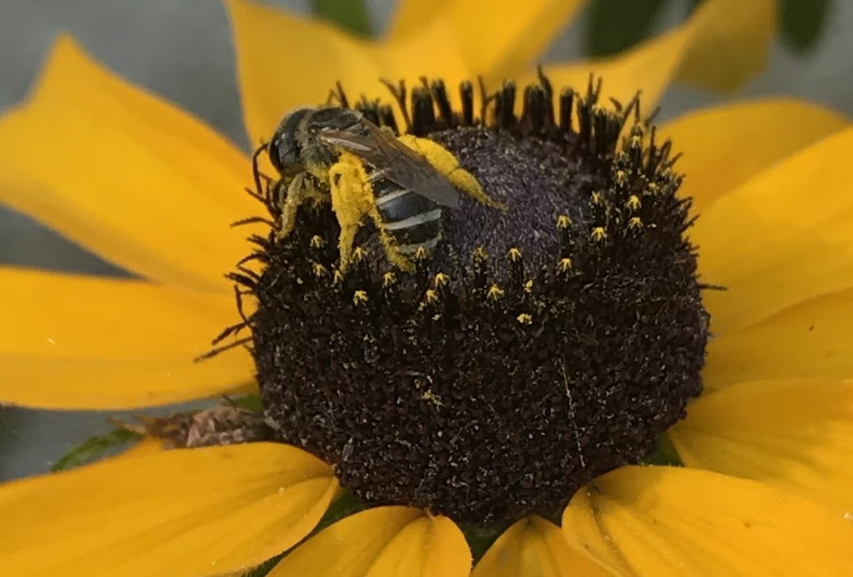 Honeybee on a flower at KPM Farms