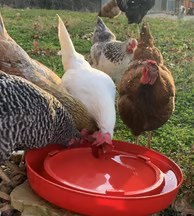 Happy chickens at KPM Farms
