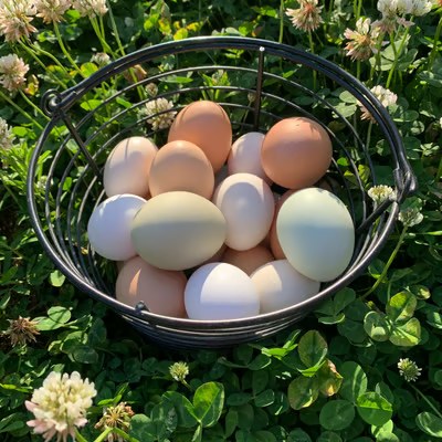 Farm fresh eggs from KPM Farms