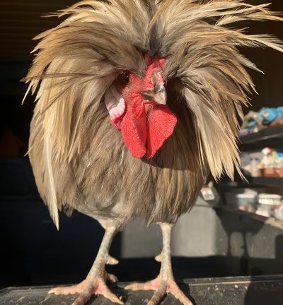 Righteous Gemstone the rooster