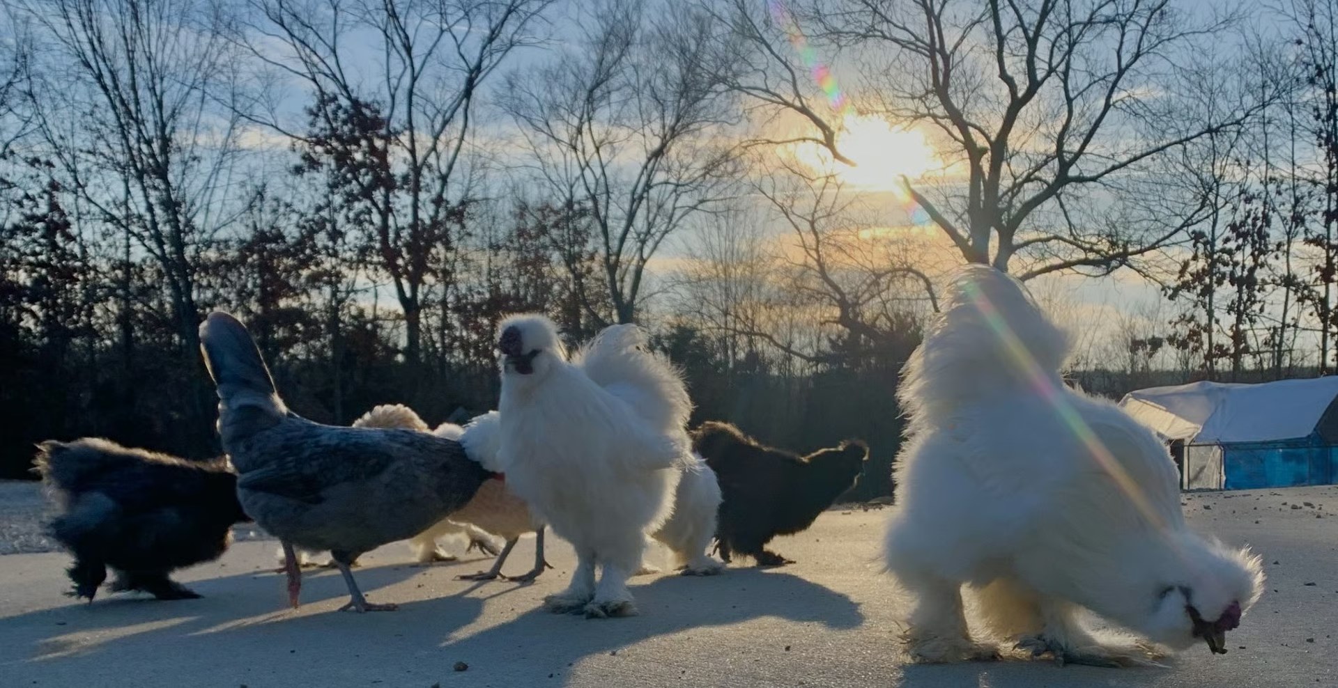 Free-range chickens on KPM Farms