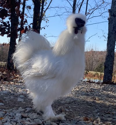 Ric Flair the rooster